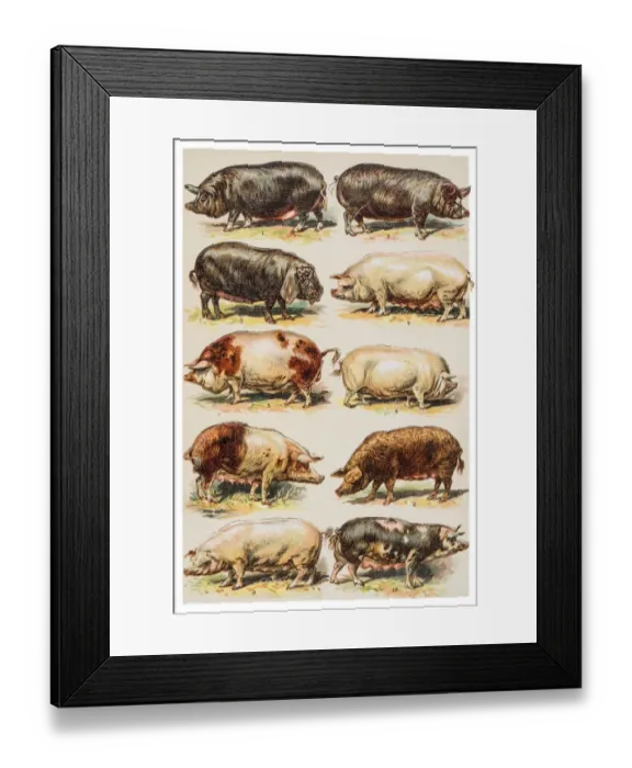 Framed Print : Pigs breeds engraving 1882 Framed Print : Pigs breeds engraving 1882