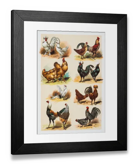 Framed Print : Poultry Hens Rooster engraving 1882 Framed Print : Poultry Hens Rooster engraving 1882