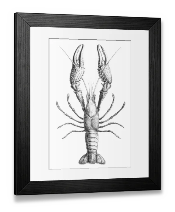 Framed Print : Freshwater lobster engraving 1870 Framed Print : Freshwater lobster engraving 1870