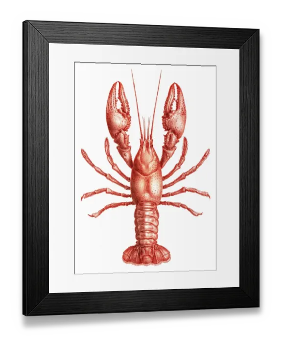 Framed Print : Astacidae Crawfish engraving 1870 Framed Print : Astacidae Crawfish engraving 1870