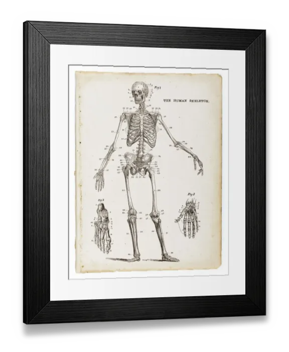 Framed Print : The human skeleton engraving 1875 Framed Print : The human skeleton engraving 1875