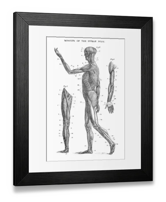 Framed Print : Muscles of the human body engraving 1875 Framed Print : Muscles of the human body engraving 1875