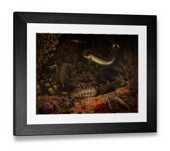 Framed Print : Deep Sea Fauna engraving 1897