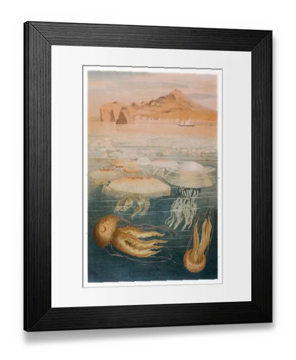 Framed Print : Jellyfish meduse engraving 1897 Framed Print : Jellyfish meduse engraving 1897