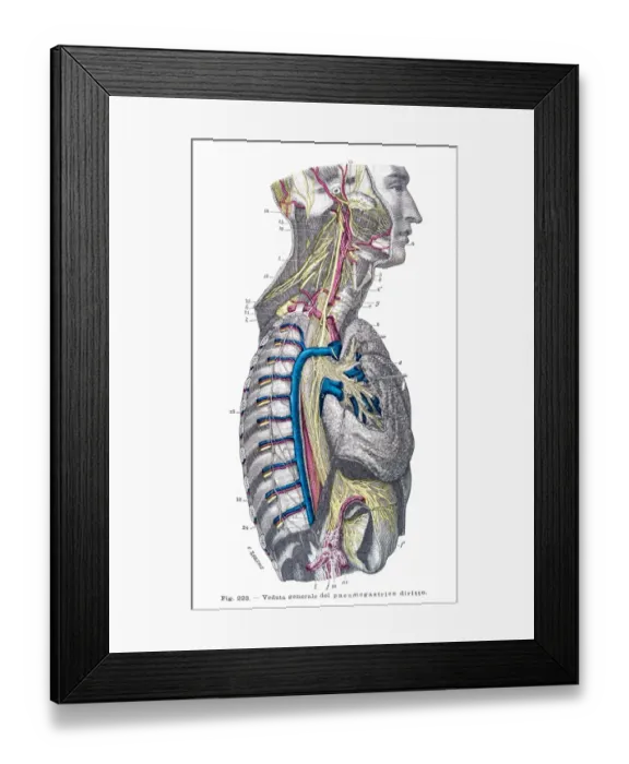 Framed Print : Gastric system anatomy engraving 1899 Framed Print : Gastric system anatomy engraving 1899