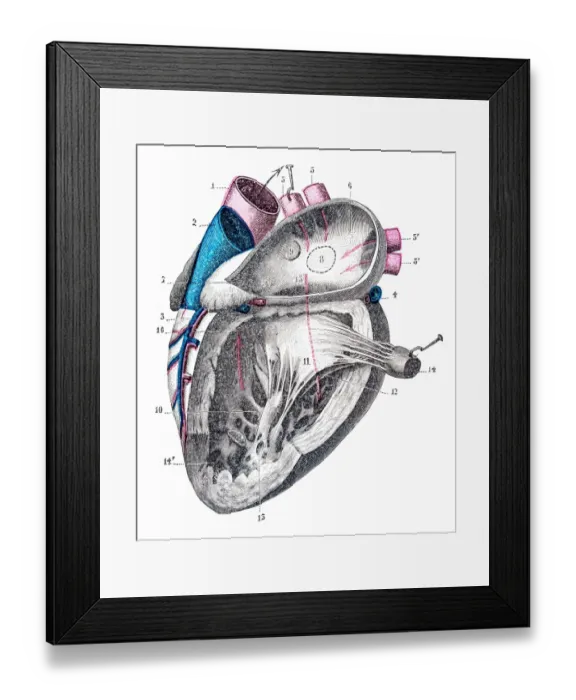 Framed Print : Heart anatomy engraving 1899 Framed Print : Heart anatomy engraving 1899