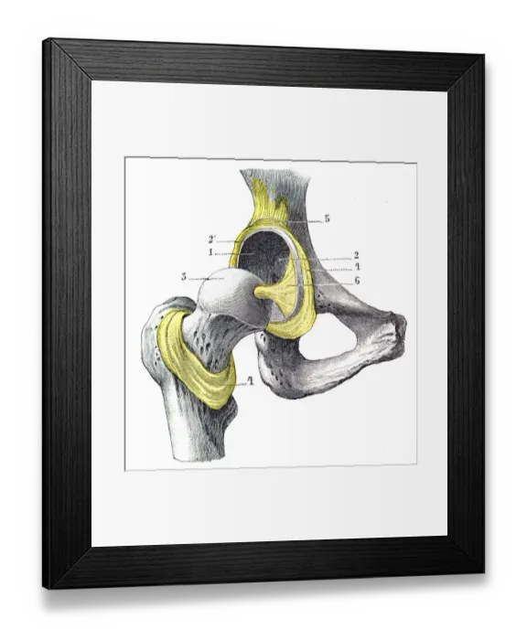Framed Print : Human Anatomy Femur engraving 1899 Framed Print : Human Anatomy Femur engraving 1899