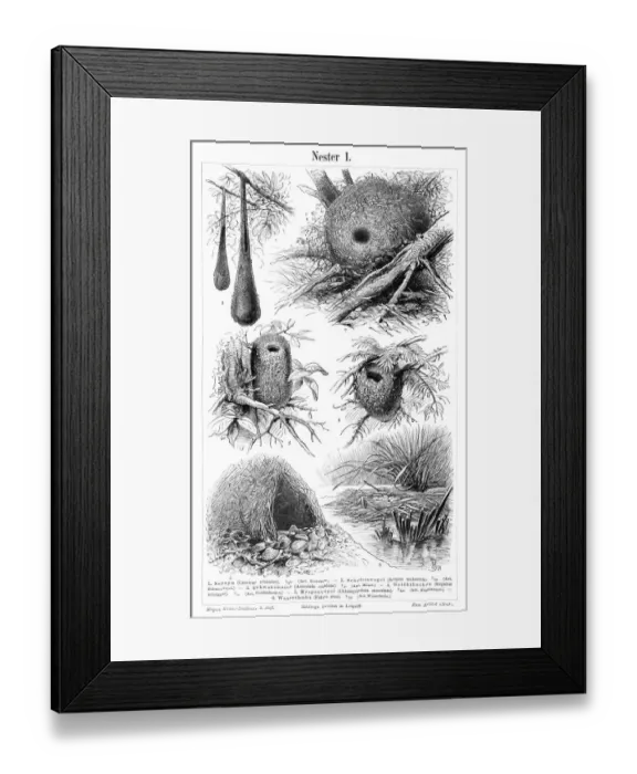 Framed Print : Nest engraving 1897 Framed Print : Nest engraving 1897