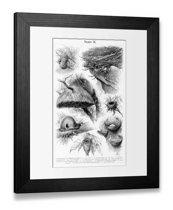 Framed Print : Bird nest engraving 1897 Framed Print : Bird nest engraving 1897