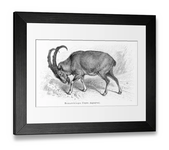 Framed Print : Wild goat engraving 1897
