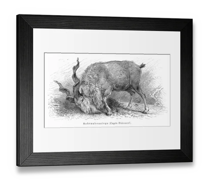 Framed Print : Markhor goat engraving 1897 Framed Print : Markhor goat engraving 1897