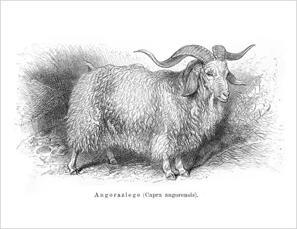 Angora goat engraving 1897