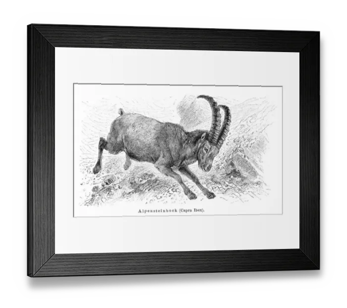 Framed Print : Alpine ibex goat engraving 1897 Framed Print : Alpine ibex goat engraving 1897