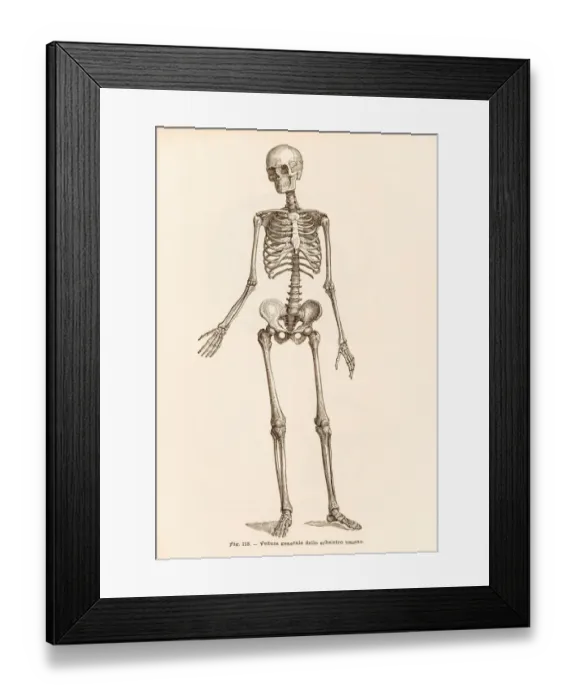 Framed Print : Human skeleton engraving 1899 Framed Print : Human skeleton engraving 1899