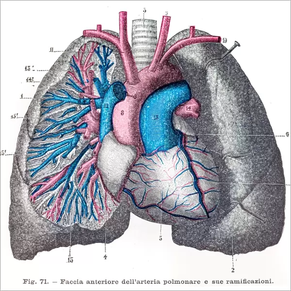 Pulmonary artery engraving 1899