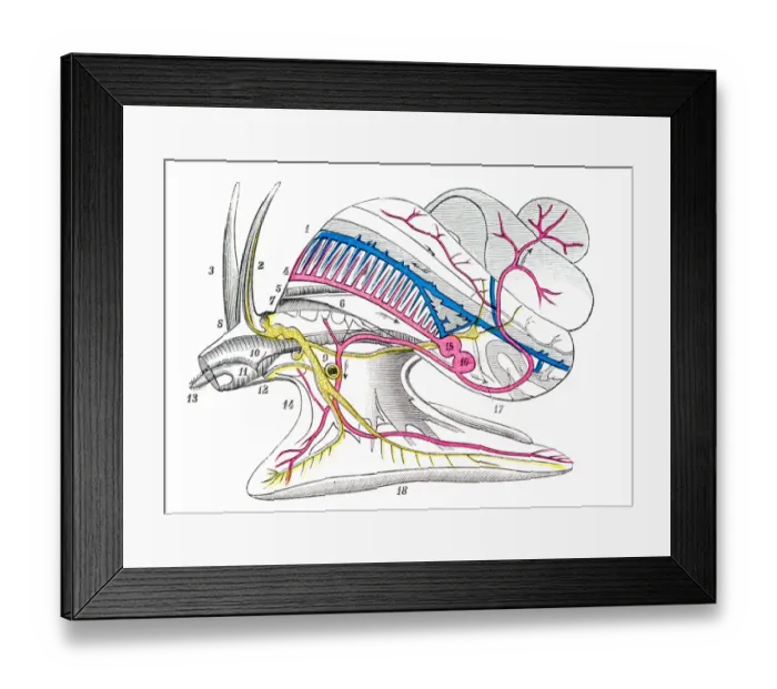 Framed Print : Mollusk snail engraving 1894 Framed Print : Mollusk snail engraving 1894