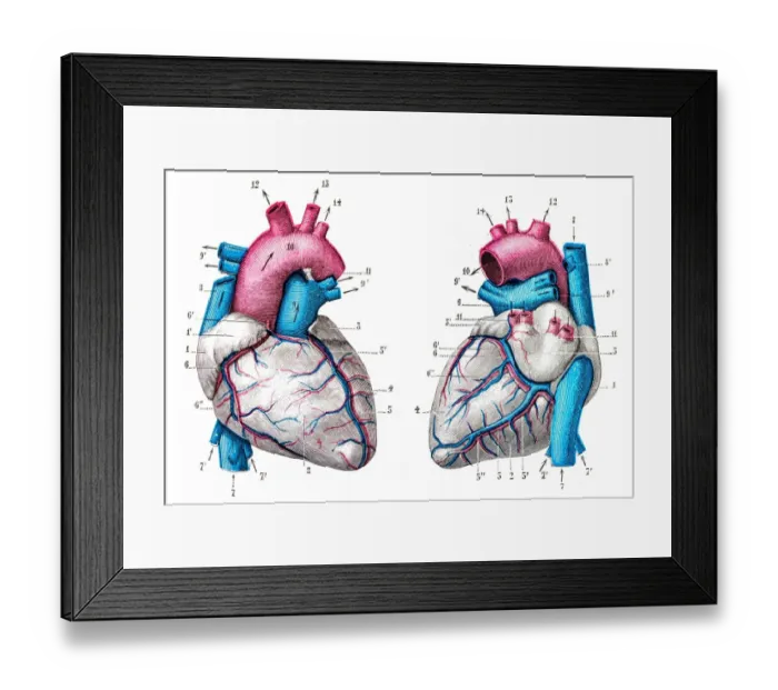 Framed Print : Heart anatomy engraving 1899