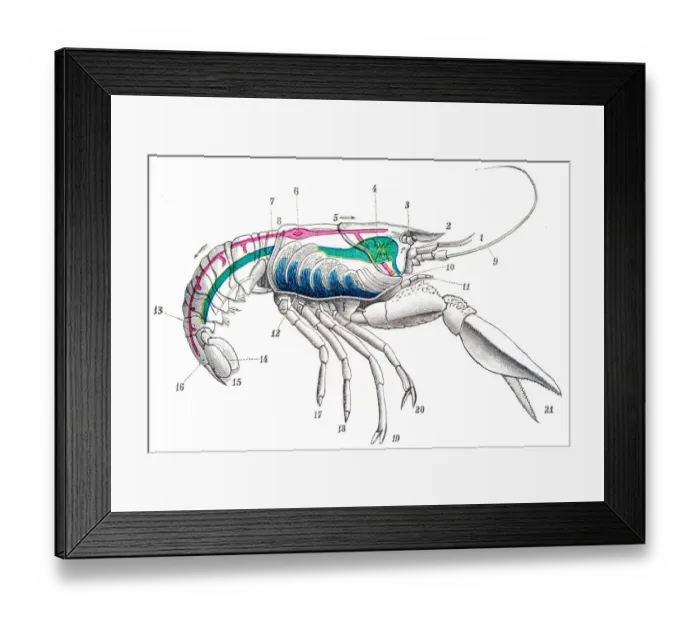 Framed Print : Crayfish engraving 1894 Framed Print : Crayfish engraving 1894