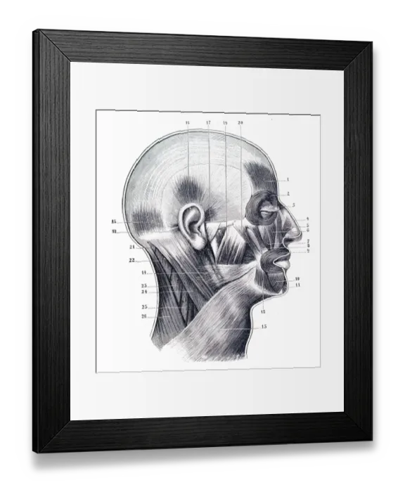 Framed Print : Muscles of the cranium and face engraving 1894 Framed Print : Muscles of the cranium and face engraving 1894