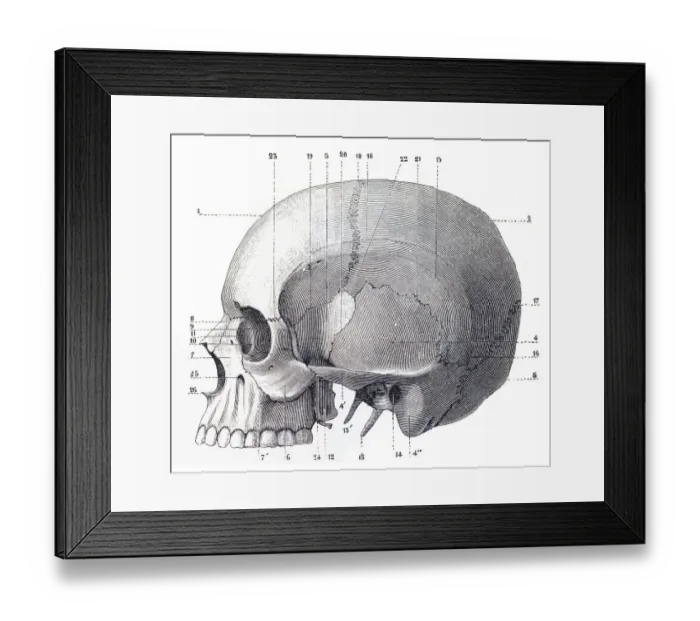 Framed Print : Human Skull Engraving Framed Print : Human Skull Engraving