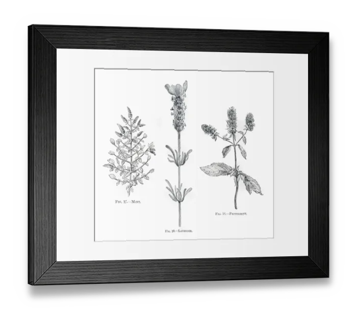 Framed Print : Herbs mint lavender engraving 1898 Framed Print : Herbs mint lavender engraving 1898