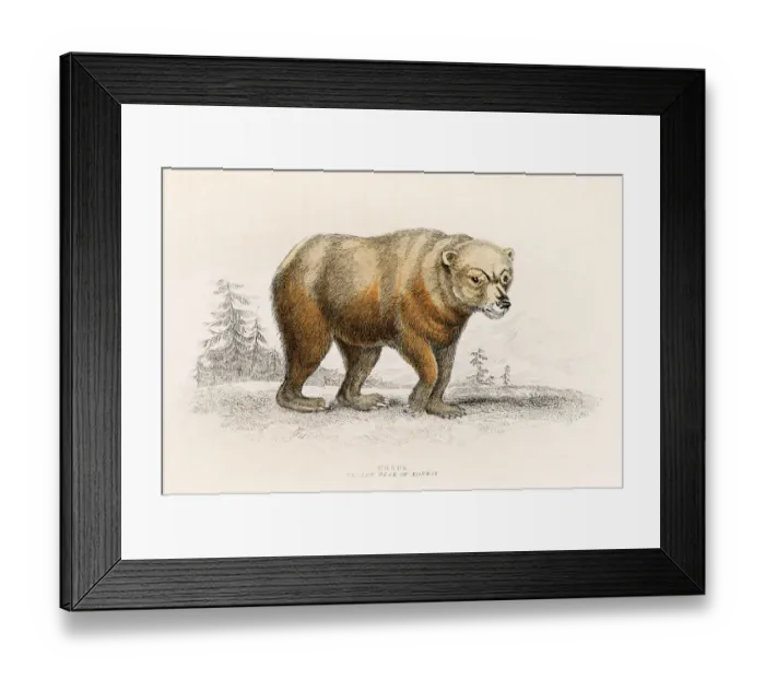 Framed Print : European bear engraving 1855 Framed Print : European bear engraving 1855
