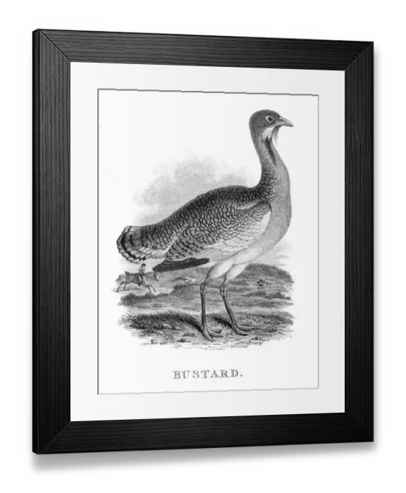 Framed Print : Bustard engraving 1812