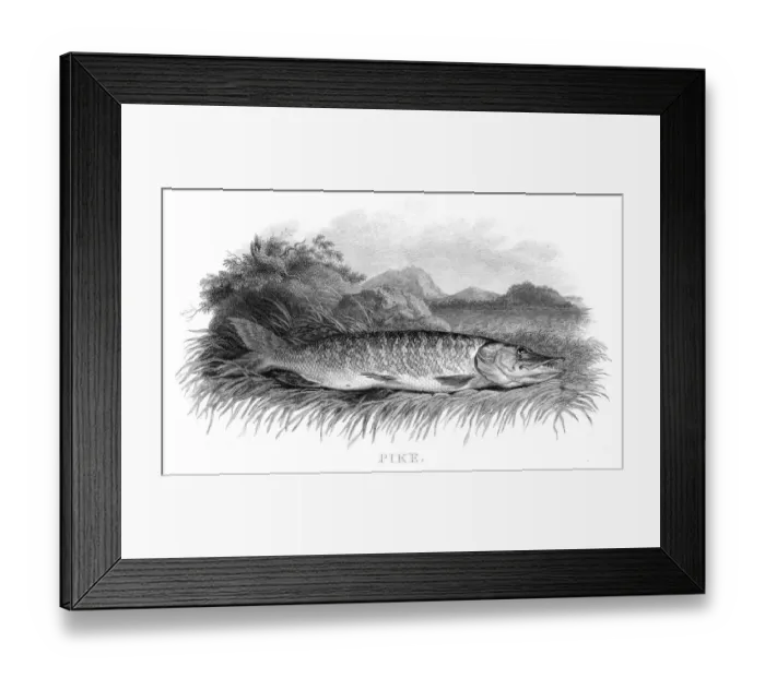 Framed Print : Pike engraving 1812 Framed Print : Pike engraving 1812