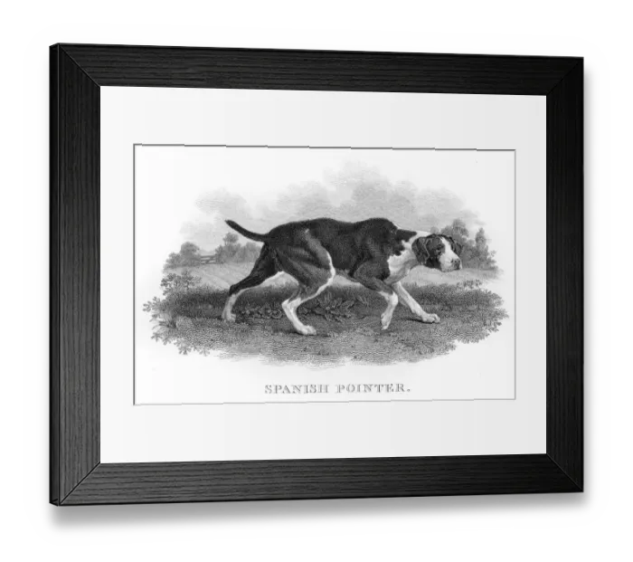 Framed Print : Spanish Pointer engraving 1812 Framed Print : Spanish Pointer engraving 1812