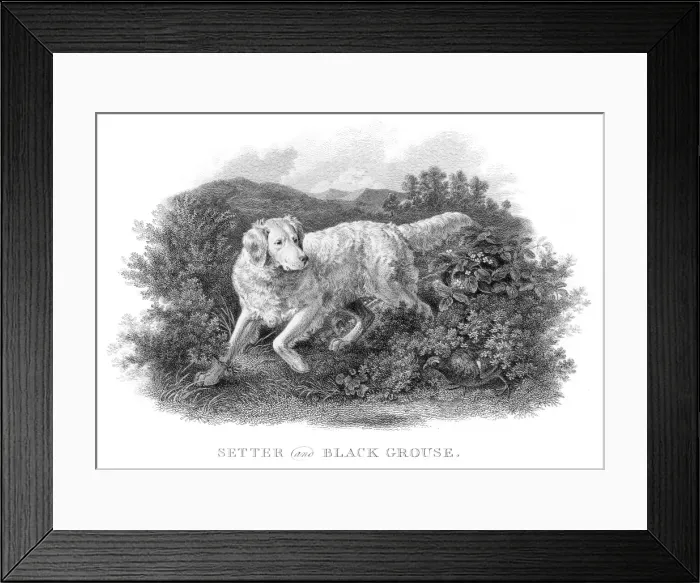 Framed Print : Setter and Grouse engraving 1812 Framed Print : Setter and Grouse engraving 1812