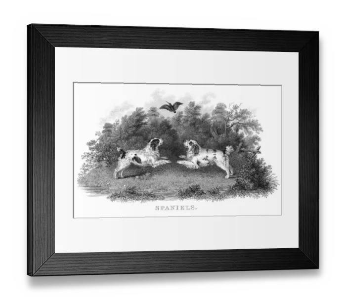 Framed Print : Spaniels engraving 1812 Framed Print : Spaniels engraving 1812