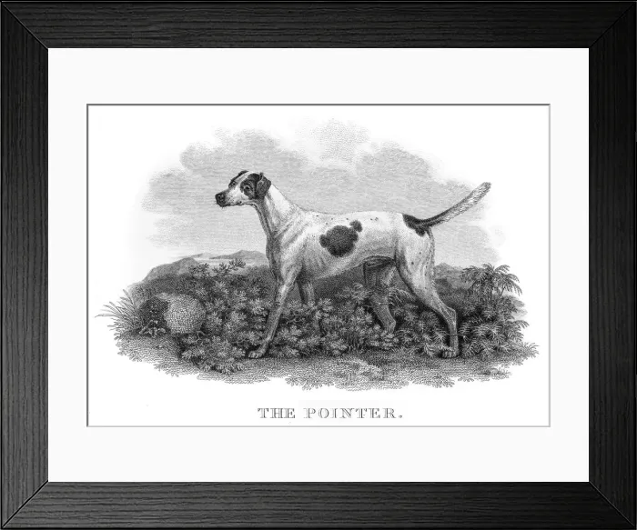 Framed Print : The Pointer engraving 1812 Framed Print : The Pointer engraving 1812