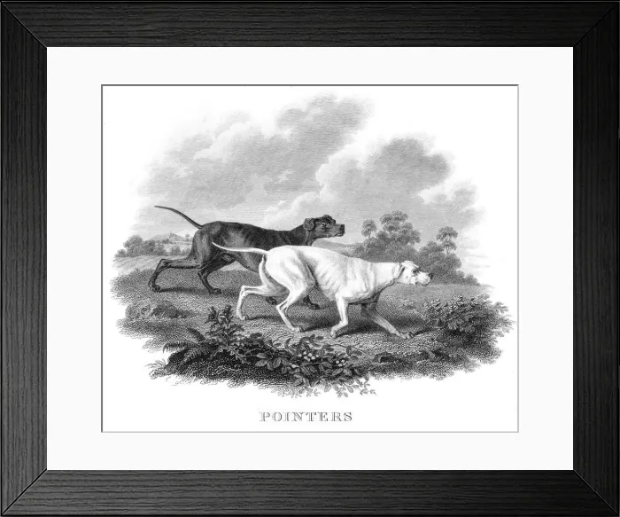 Framed Print : Pointers engraving 1812 Framed Print : Pointers engraving 1812