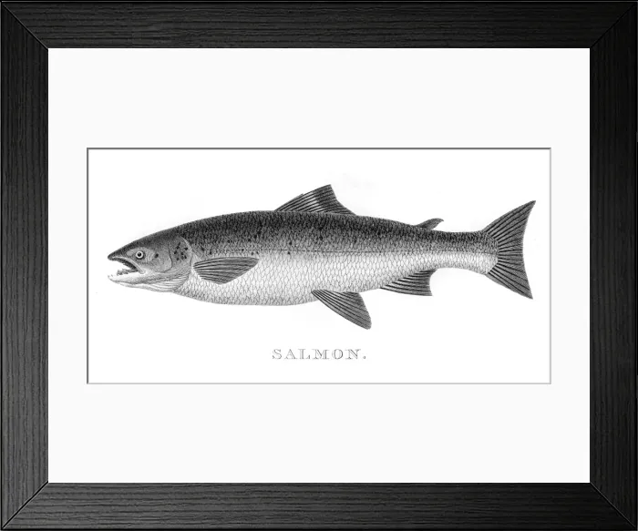 Framed Print : Salmon engraving 1812