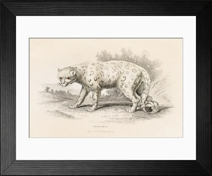 Framed Print : The snow leopard engraving 1855 Framed Print : The snow leopard engraving 1855