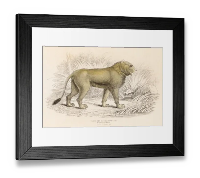 Framed Print : Maneless Lion engraving 1855 Framed Print : Maneless Lion engraving 1855
