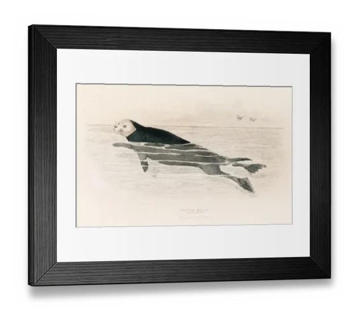 Framed Print : The sea otter engraving 1855 Framed Print : The sea otter engraving 1855