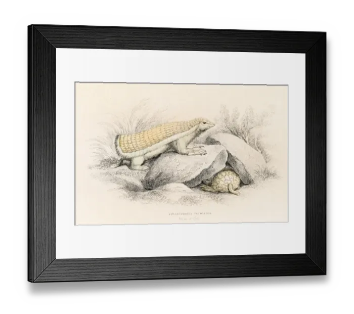 Framed Print : Pink armadillo engraving 1855 Framed Print : Pink armadillo engraving 1855