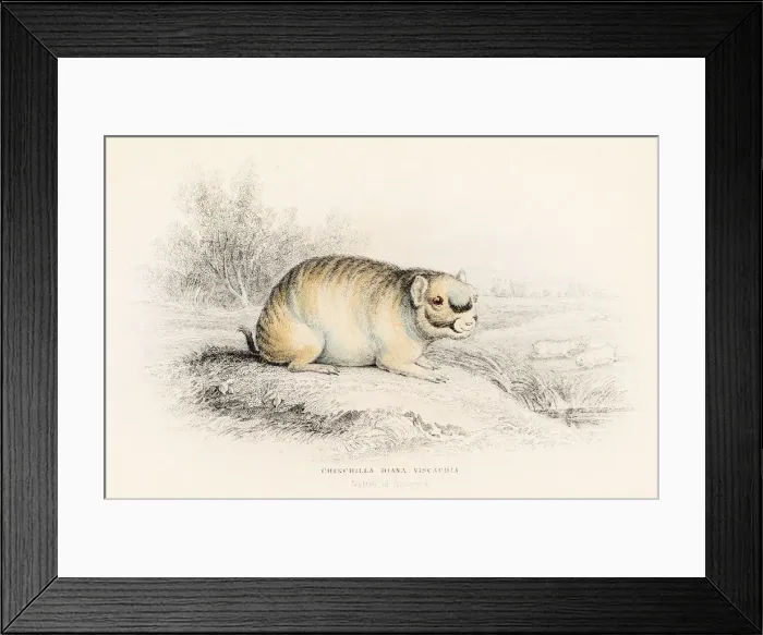 Framed Print : The Chinchilla engraving 1855 Framed Print : The Chinchilla engraving 1855