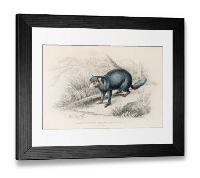 Framed Print : The raccoon engraving 1855 Framed Print : The raccoon engraving 1855