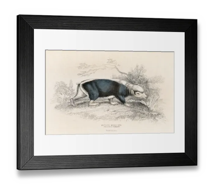 Framed Print : The stink badger engraving 1855