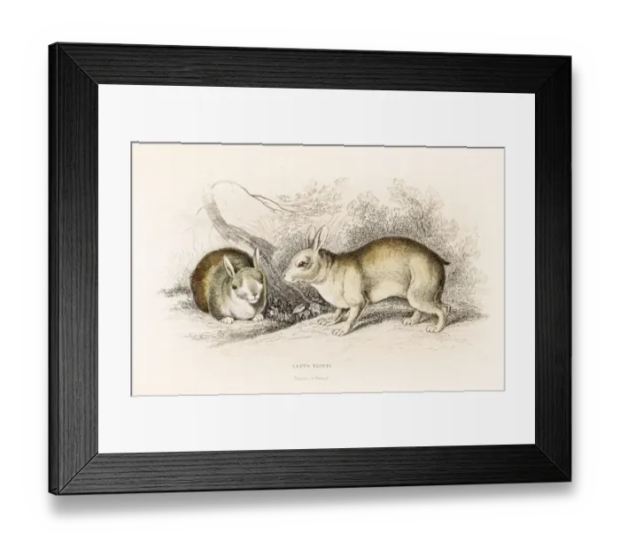 Framed Print : The Brazilian hare engraving 1855 Framed Print : The Brazilian hare engraving 1855