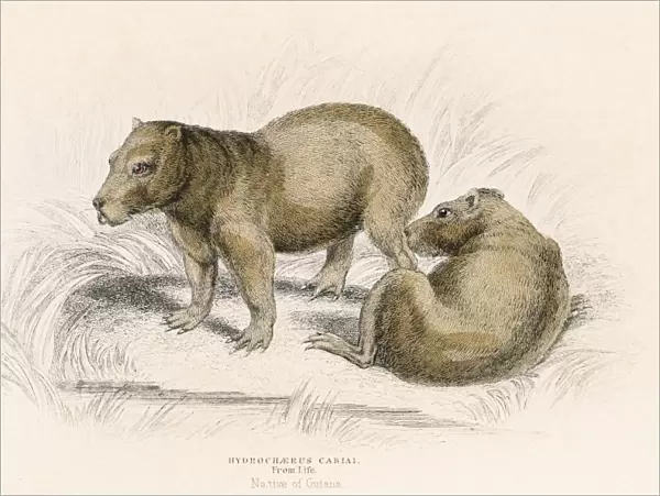 The Capybara engraving 1855
