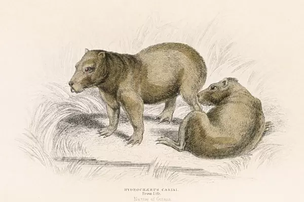 The Capybara engraving 1855