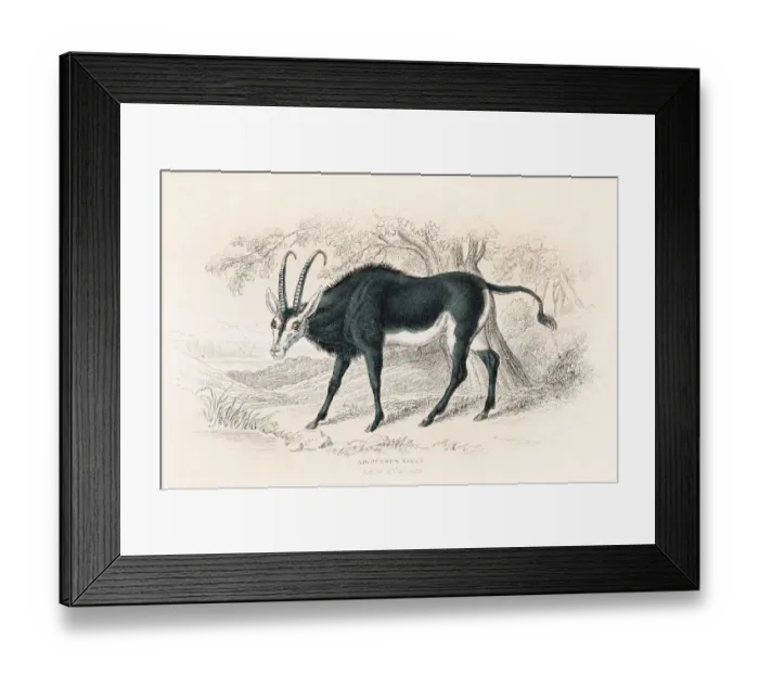 Framed Print : Sable antelope engraving 1855 Framed Print : Sable antelope engraving 1855