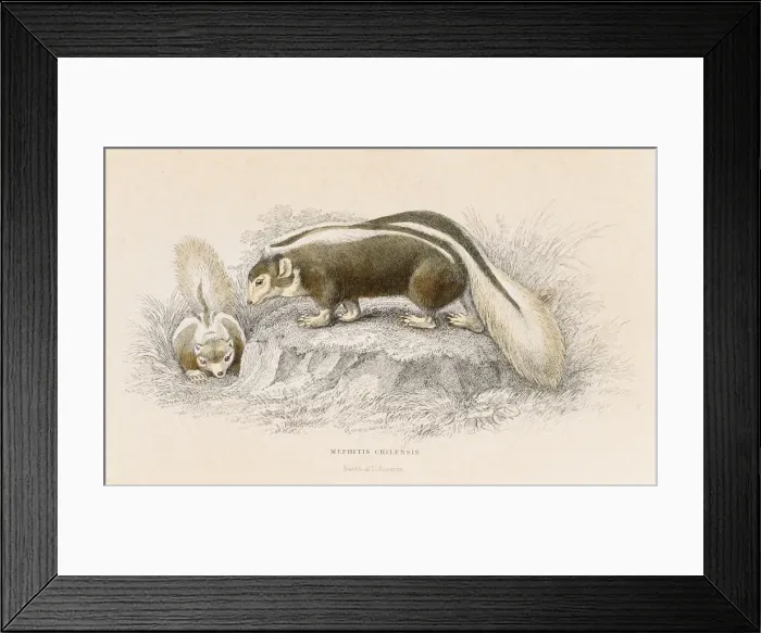 Framed Print : Brown skunk engraving 1855 Framed Print : Brown skunk engraving 1855