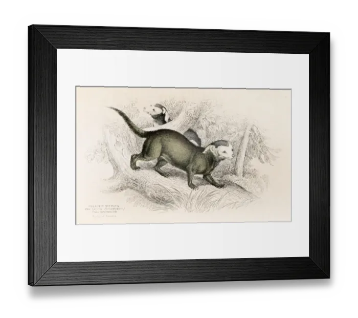 Framed Print : Greater grison engraving 1855 Framed Print : Greater grison engraving 1855