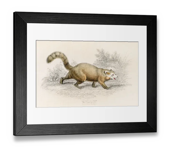 Framed Print : Red panda engraving 1855