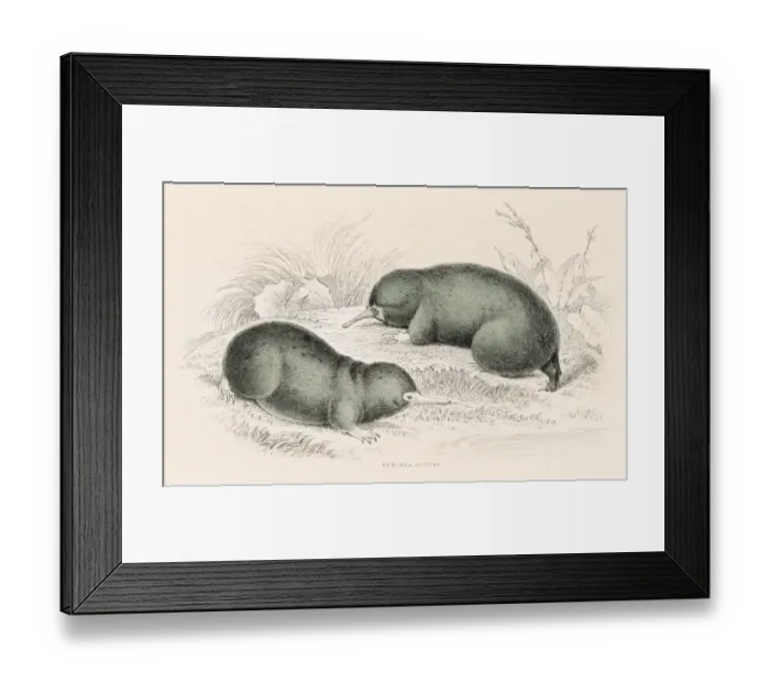 Framed Print : Hairy Echidna engraving 1855 Framed Print : Hairy Echidna engraving 1855