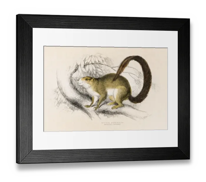 Framed Print : Squirrel engraving 1855 Framed Print : Squirrel engraving 1855